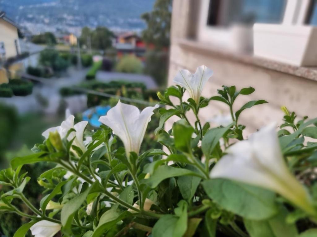Mary House @ Daire Sondrio Dış mekan fotoğraf